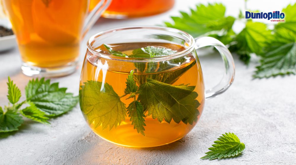 10 cách giúp trị ngáy ngủ hiệu quả 3 Cây Tầm Ma cải thiện chứng bệnh ngáy ngủ
