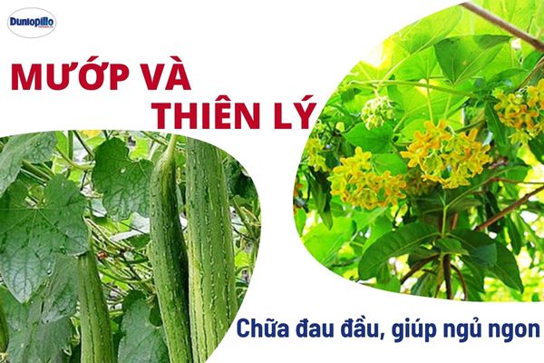 Mướp và thiên lý: 2 liều thuốc chữa đau đầu, giúp ngủ ngon 1 Mướp và thiên lý: 2 liều thuốc chữa đau đầu, giúp ngủ ngon