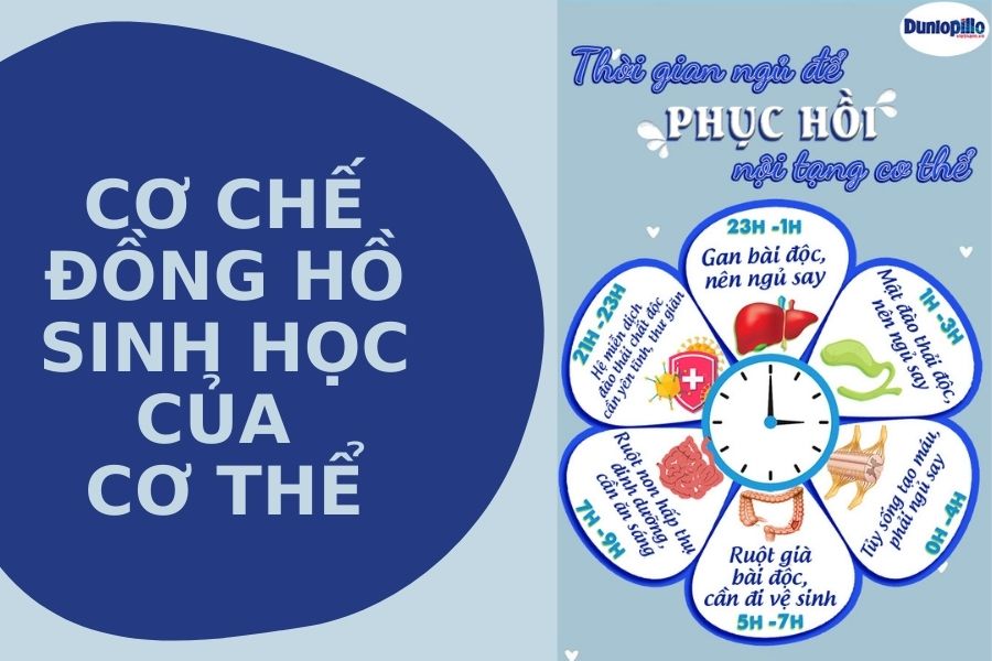 Cơ chế đồng hồ sinh học của cơ thể