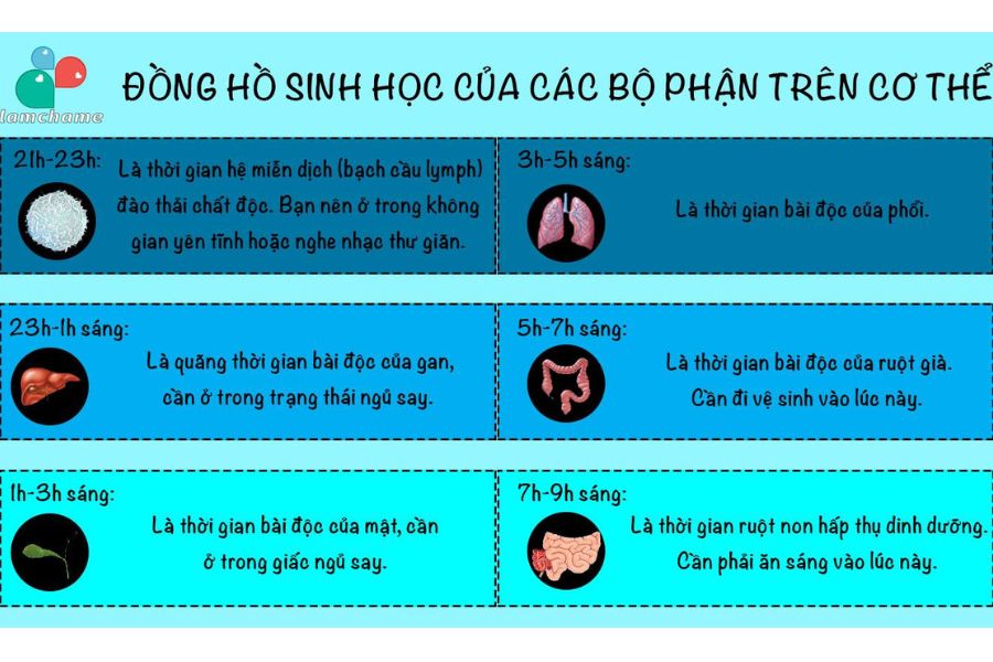 Thức khuya gây hại cho gan