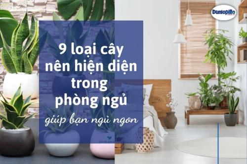 9 loại cây nên hiện diện trong phòng giúp bạn ngủ ngon 14 9 loại cây nên hiện diện trong phòng giúp bạn ngủ ngon