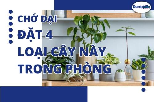 Đặt 4 loại cây này trong phòng ngủ, chớ dại! 1 Đặt 4 loại cây này trong phòng ngủ, chớ dại!
