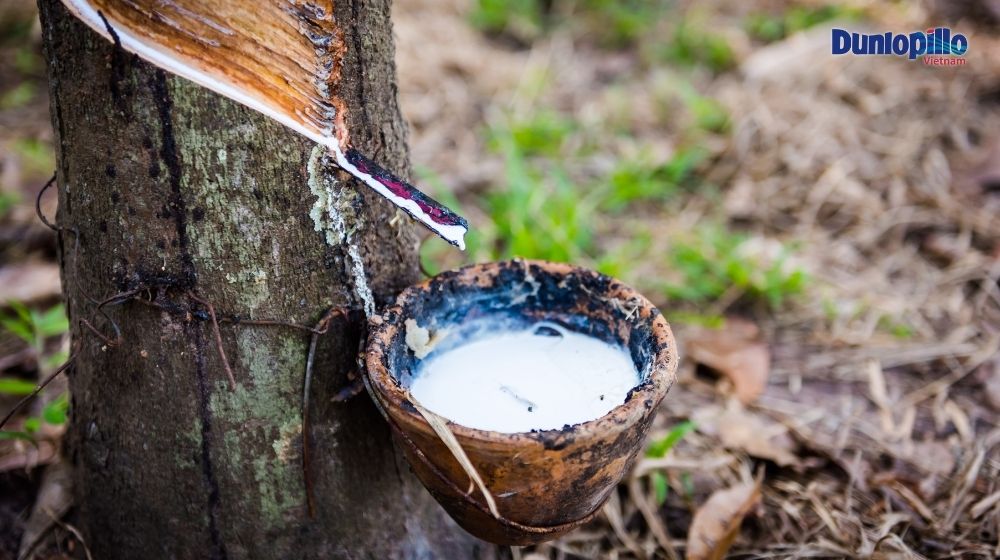 Cao su thiên nhiên được sử dụng để sản xuất nệm