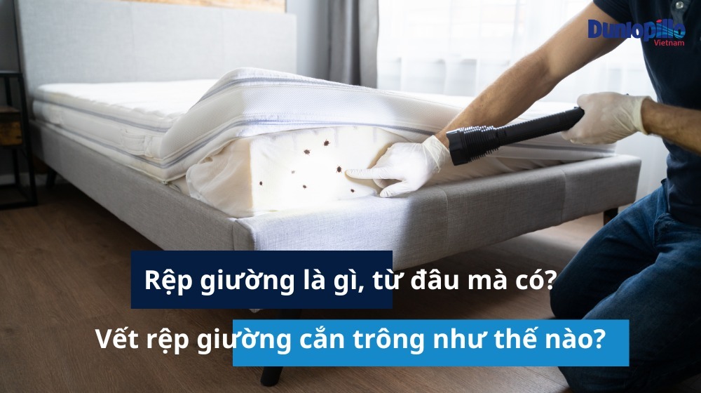 Rệp giường là gì, từ đâu mà có? Vết rệp giường cắn trông như thế nào? 1 Rệp giường là gì?