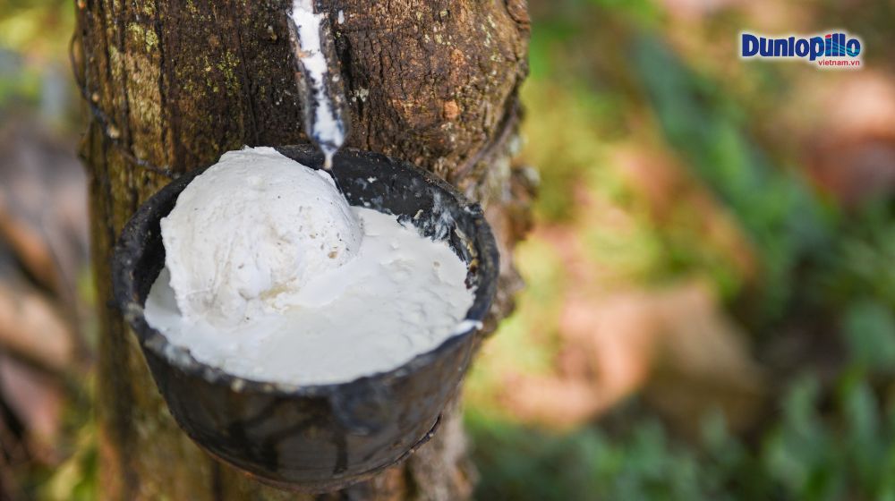 Nệm cao su thiên nhiên được sản xuất từ mủ cây cao su