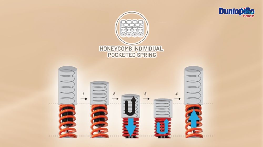 Hệ thống lò xo túi độc lập Honeycomb IPS nâng đỡ hoàn hảo